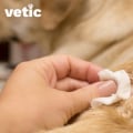 Understanding Dog Bites: What Every Dog Owner Should Know