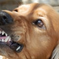 The Consequences of Dog Bites: Understanding Euthanasia Laws