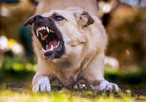 Understanding Dog Aggression: Why Dogs Bite and How to Prevent It