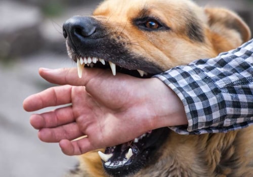 The Legal and Medical Implications of Dog Bites