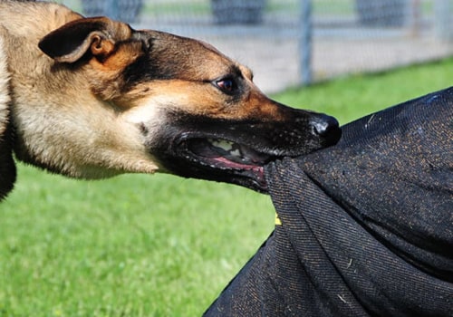 The Legal Consequences of Dog Bites: What Every Dog Owner Should Know