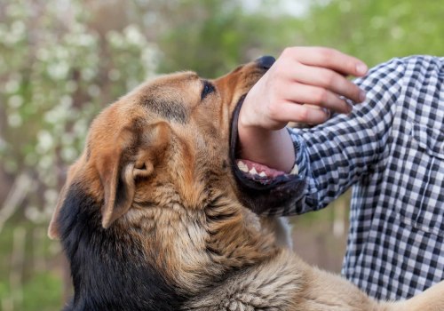 The Consequences of Dog Bites: Understanding Euthanasia Laws