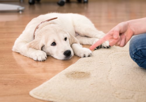 Disciplining a Dog After a Bite: Expert Tips