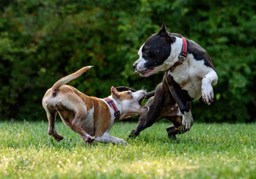 The Legal Consequences of Dog Bites: Who is Responsible?