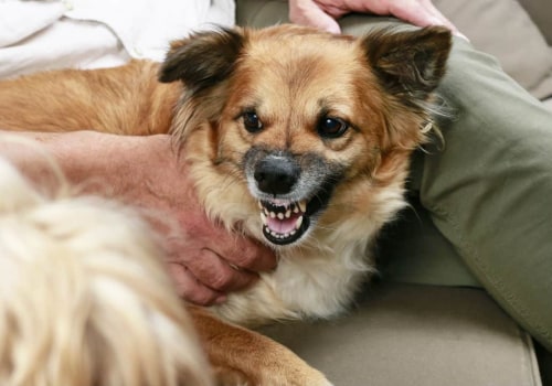 The Truth Behind Dog Bites: Understanding the Warning Signs