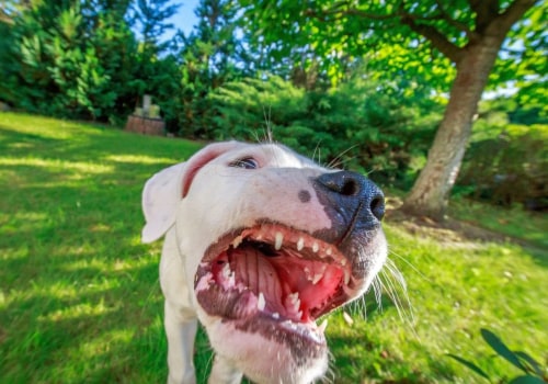 The Consequences of Dog Bites: What Every Dog Owner Should Know