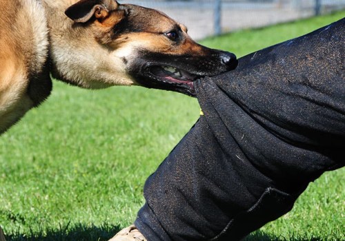 Understanding and Reacting to Dog Bites