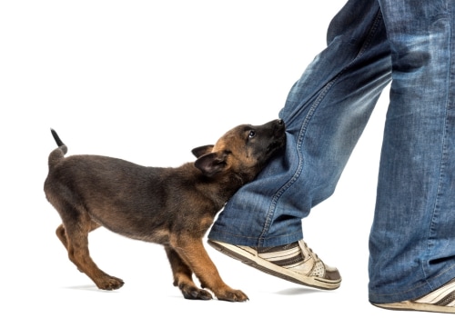 What to Do After Your Dog Bites Someone: Expert Tips and Advice