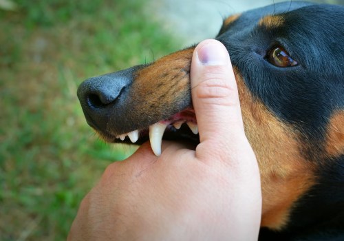 What to Do If Your Dog Accidentally Bites You
