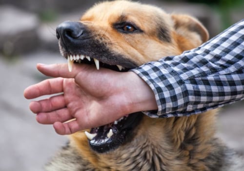 The Hidden Dangers of Dog Bites: Understanding the Potential Damage