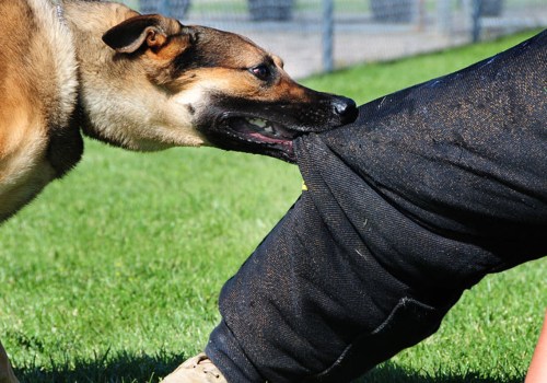 Understanding Dog Bites: What Every Dog Owner Should Know