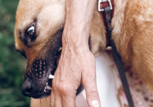 Understanding the Causes of Dog Bites