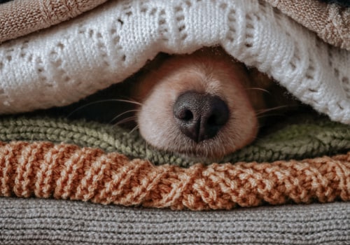 What to Do If Your Dog Bites Someone: Expert Advice