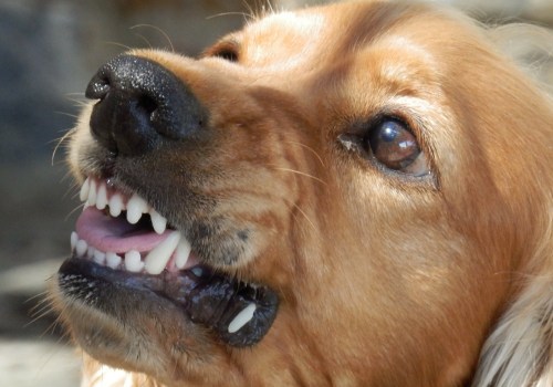 The Consequences of Dog Bites: Understanding Euthanasia Laws