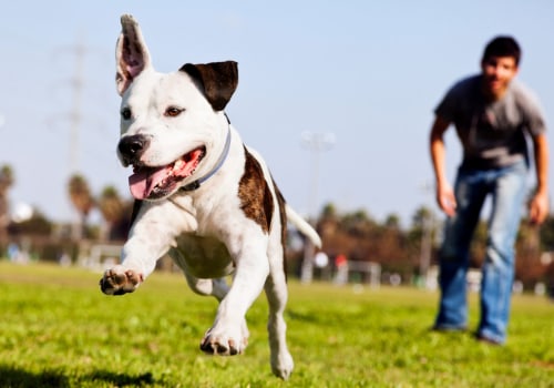 The Truth About Dog Bites and Euthanasia