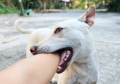 Understanding and Managing Dog Aggression: Expert Tips
