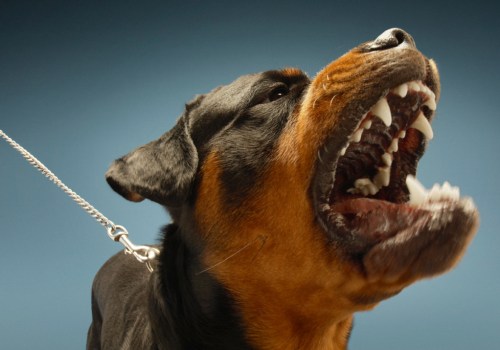Understanding the Reasons Behind Dog Bites